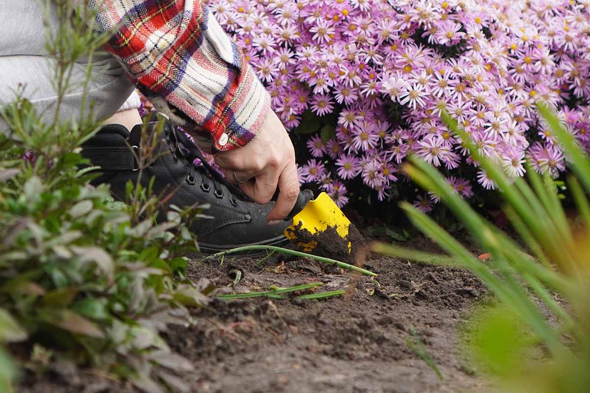 A close up horizontal image of a gardener using a small trowel to dig the soil around a large clump of New York asters.