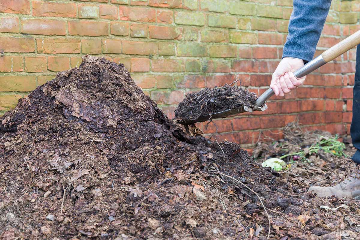 A horizontal image of a gardener digging a backyard compost pile.