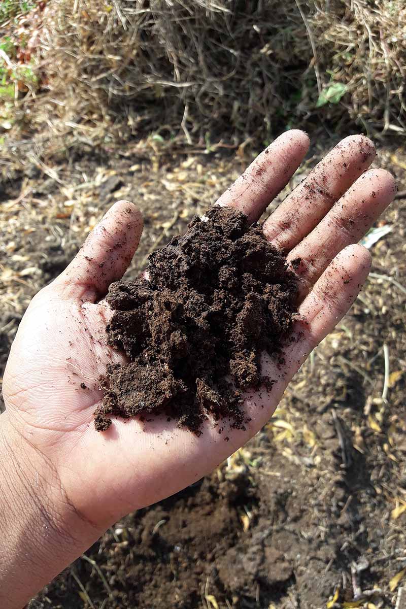 A vertical image of the palm of a hand holding a handful of compost.