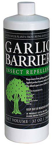 A close up vertical image of a bottle of garlic barrier insect repellent isolated on a white background.