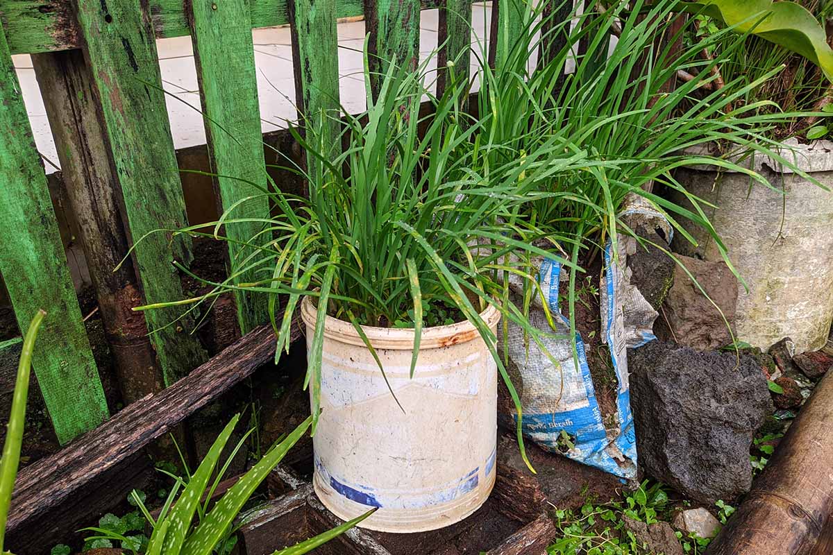 A close up horizontal image of garlic chives growing in makeshift containers next to a wooden fence.