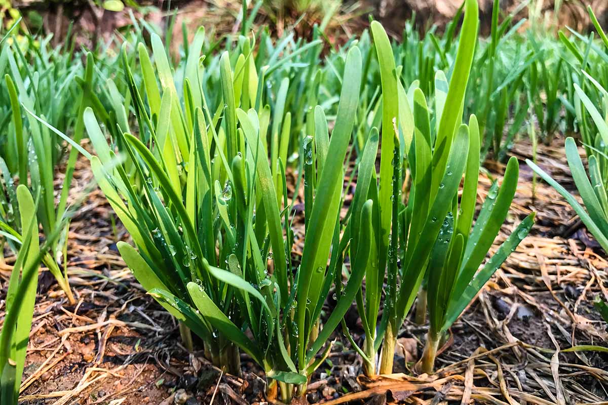 A close up horizontal image of garlic chives growing in the garden.