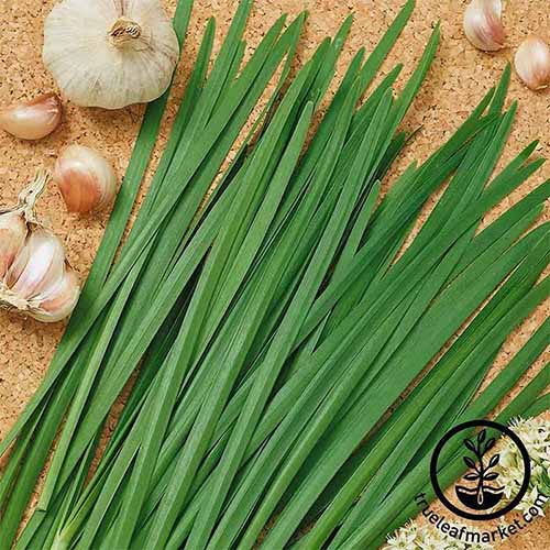 A close up square image of freshly cut garlic chives set on a cork chopping board. To the bottom right of the frame is a black circular logo with text.