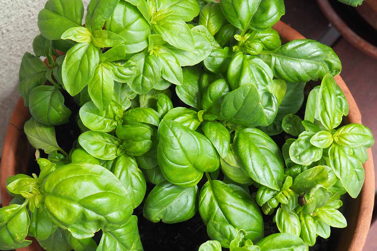 A close up horizontal image of 'Genovese' basil growing in a terra cotta pot.