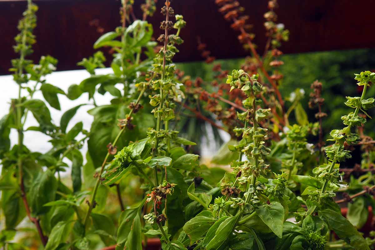 A close up horizontal image of 'Genovese' basil that has bolted and gone to seed pictured on a soft focus background.