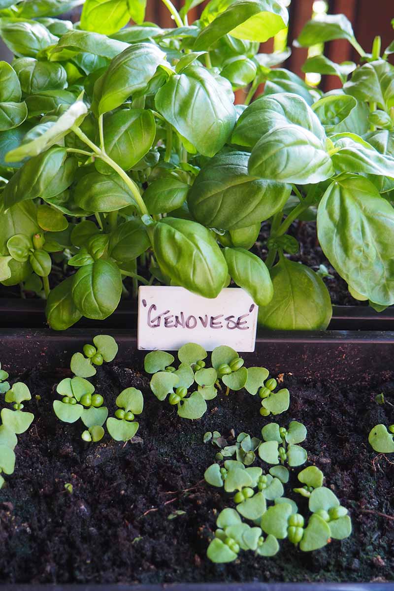 A vertical image of 'Genovese' basil seedlings sprouting through dark rich soil with a mature plant in the background.