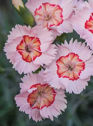 A close up vertical image of 'Georgie Peach Pie' dianthus flowers pictured on a soft focus background.