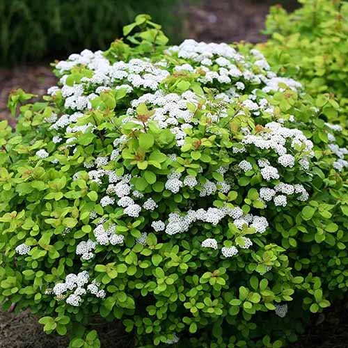 A square image of Spirea 'Glow Girl' growing in a garden border.