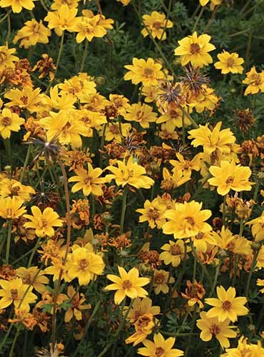 A close up vertical image of Bidens 'Gold Nuggets' flowers growing in the garden.
