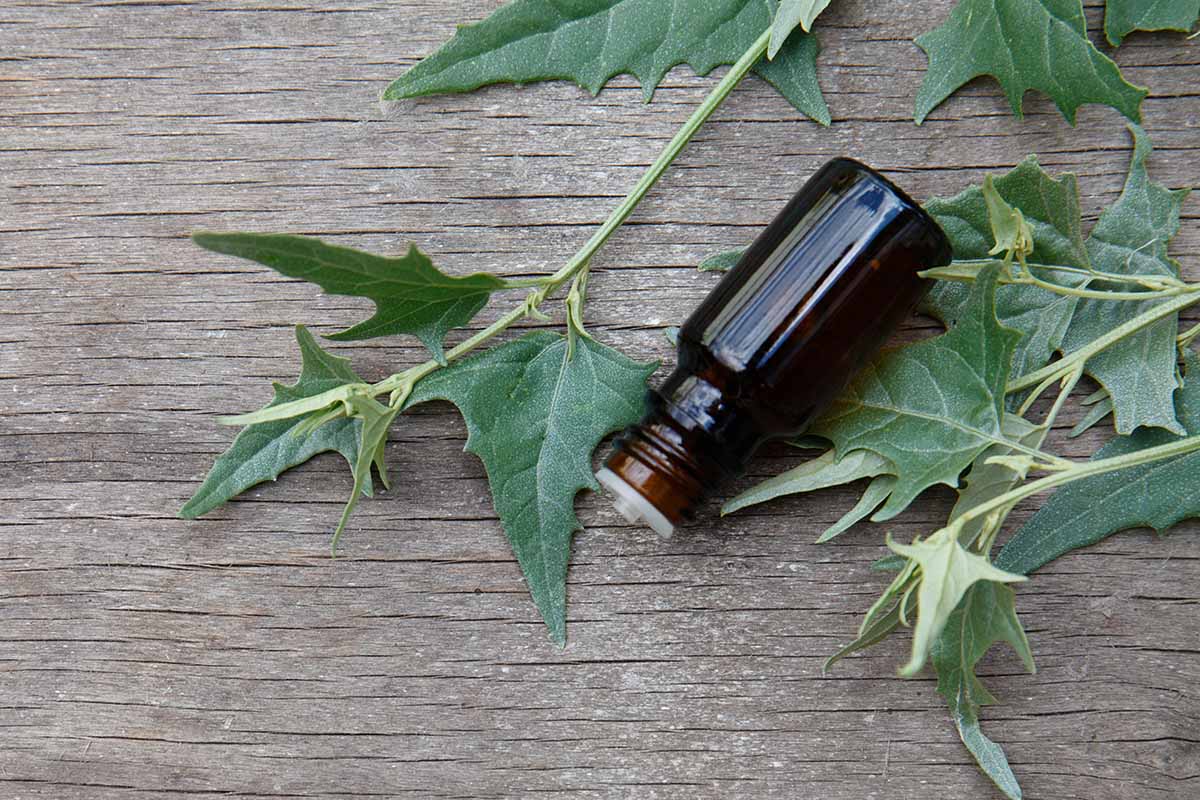 A horizontal image of goosefoot foliage set on a wooden surface with a small glass bottle.