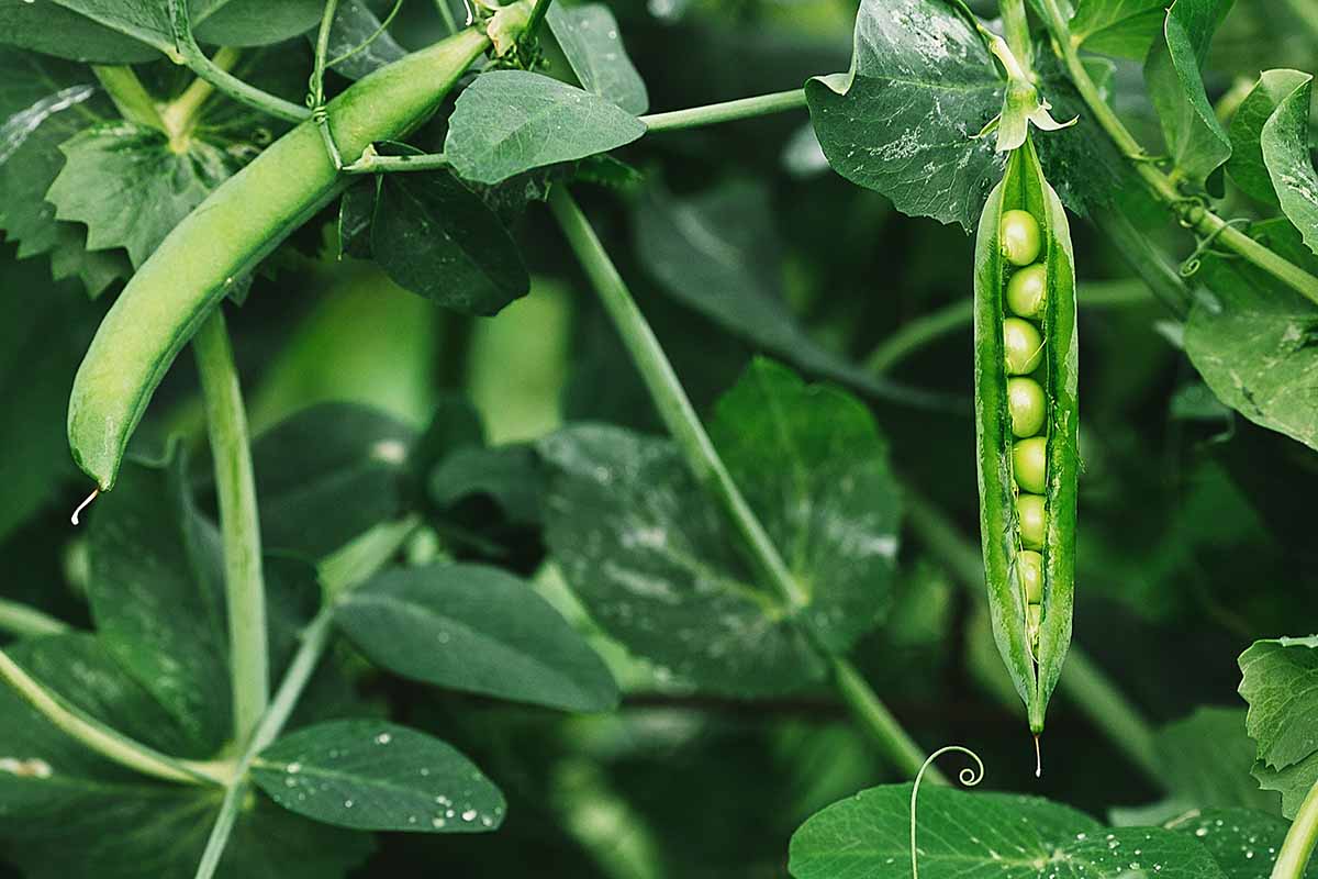 A close up horizontal image of ripe peas ready for harvest pictured on a soft focus background.