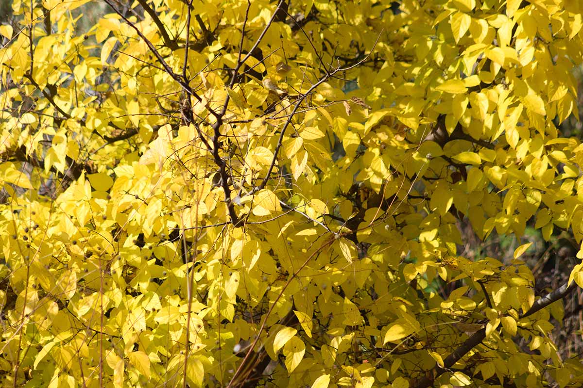 A close up horizontal image of the bright yellow foliage of a hackberry tree in the fall.