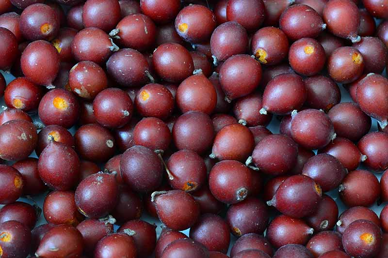 A close up horizontal image of deep red berries harvested from a hackberry (Celtis occidentalis) tree.