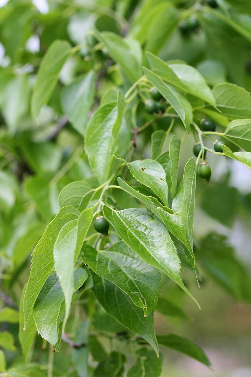 A close up vertical image of the foliage and berries of a hackberry tree (Celtis occidentalis) growing in the garden.