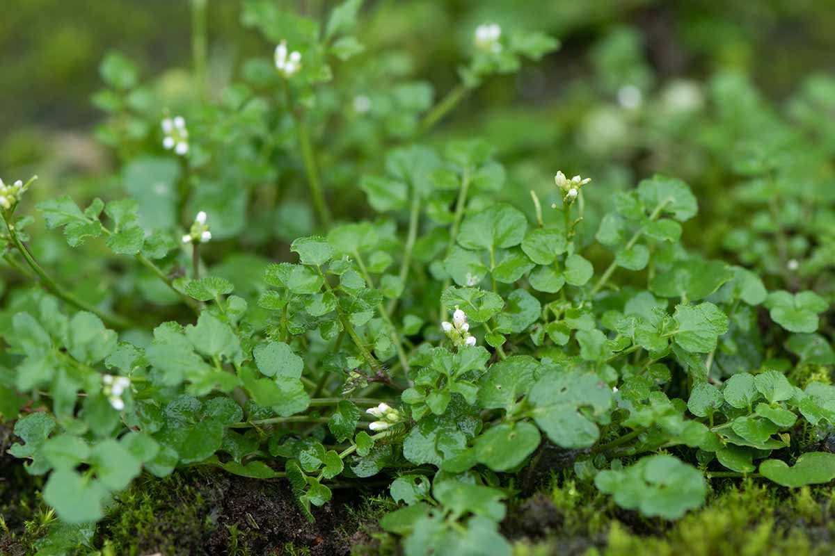A horizontal image of bitter cress growing wild pictured on a soft focus background.