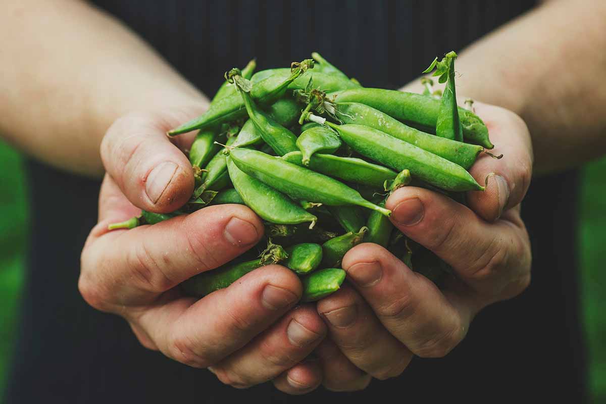 A close up horizontal image of a gardener holding a large handful of peas picked from the garden.