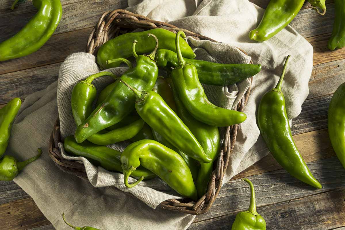 A close up horizontal image of freshly harvested Anaheim peppers in a wicker basket set on a wooden surface.