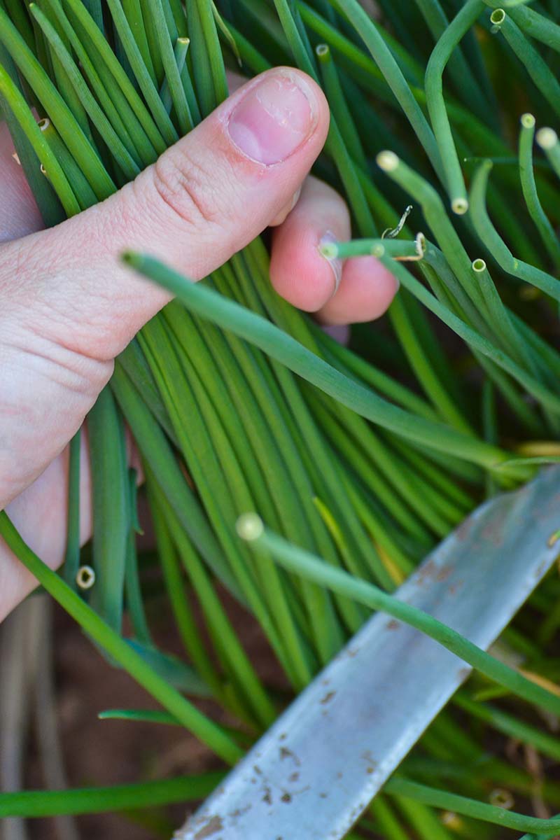 A close up vertical image of a hand from the left of the frame using a knife to harvest garlic chives.