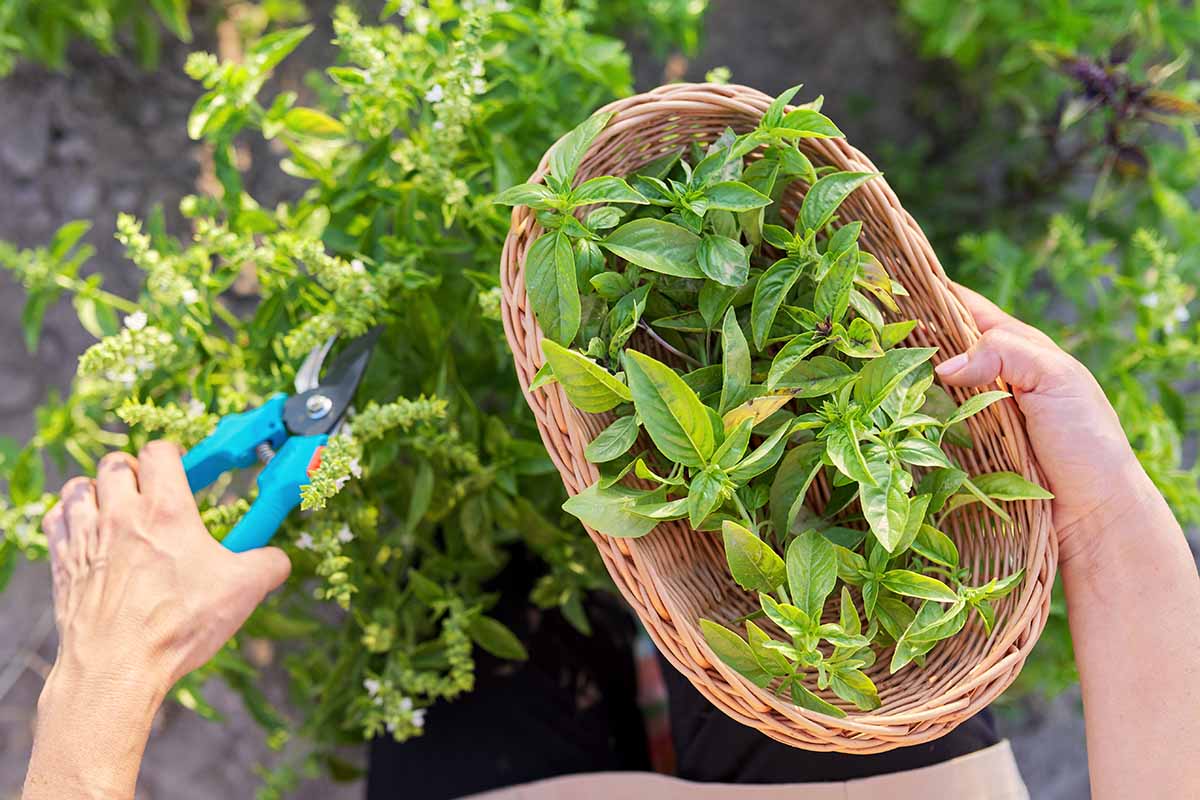 A close up horizontal image of a gardener harvesting fresh herbs from a kitchen garden and placing them in a wicker basket.