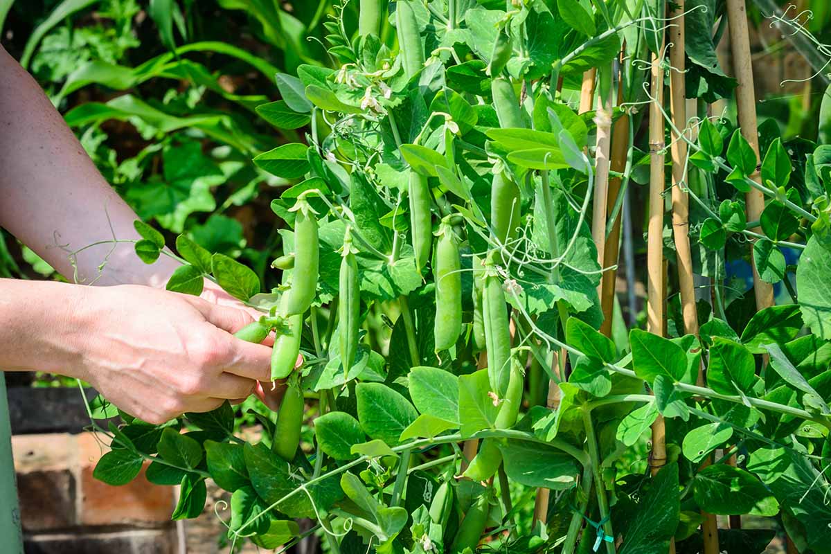A close up horizontal image of a gardener harvesting pea pods, pictured in bright sunshine.