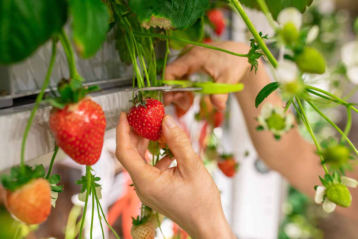 A close up horizontal image of two hands from the right of the frame using a pair of scissors to harvest ripe strawberries from an elevated container.