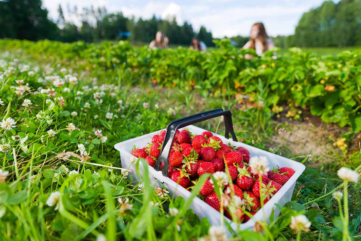 A horizontal image of a strawberry field with a punnet of ripe fruit set on the ground.