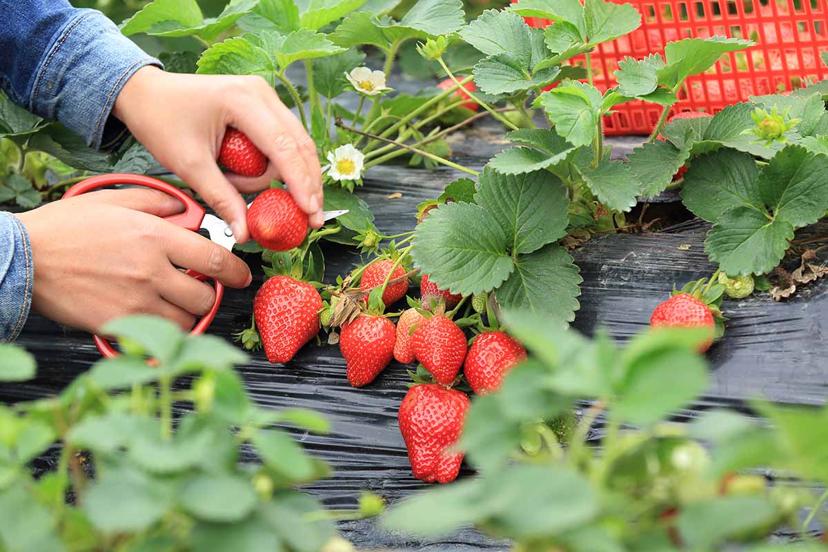 A close up horizontal image of two hands from the left of the frame using a pair of scissors to pick ripe strawberries.
