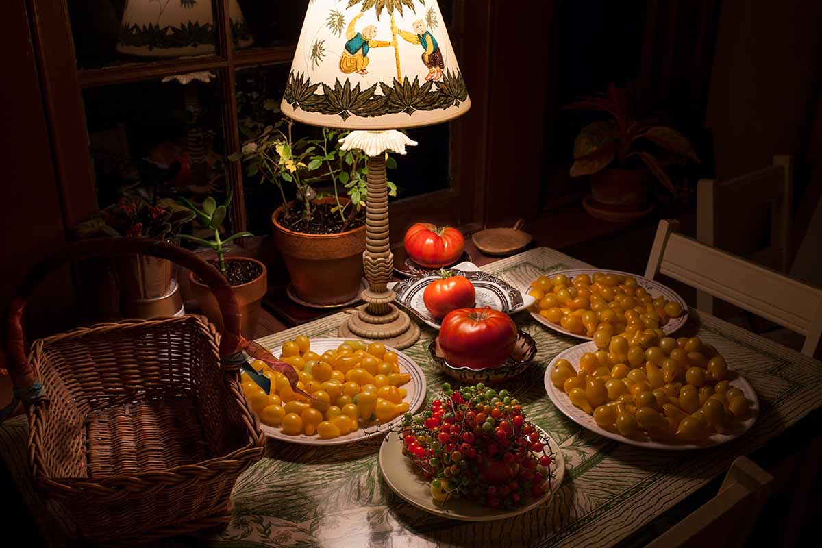 A horizontal image of a small dinner table with plates full of different types of tomatoes lit by a decorative lamp.