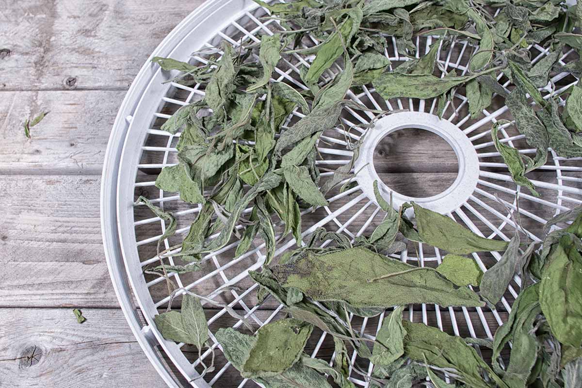 A close up horizontal image of a tray of dried sage out of a dehydrator set on a wooden surface.