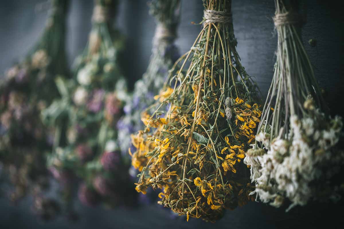 A close up horizontal image of bundles of herbs hanging up to dry indoors.