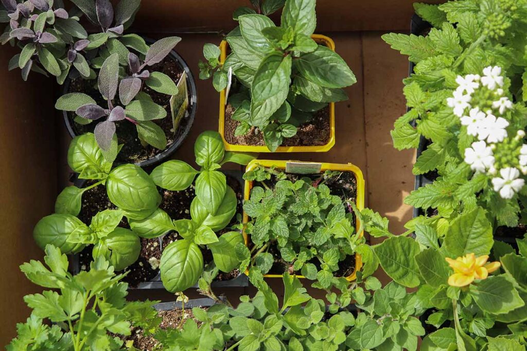 A close up horizontal image of a variety of different herbs growing in small containers set on a wooden surface.