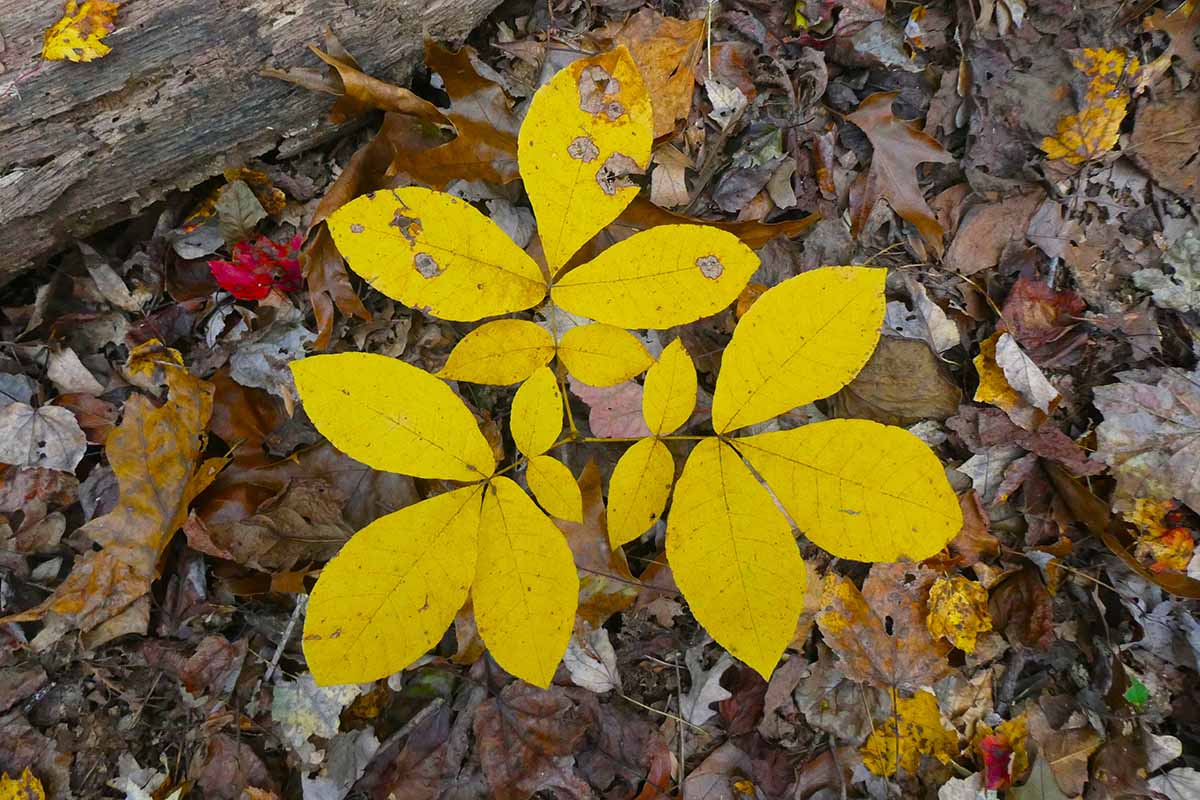 A close up horizontal image of a small hickory tree sapling with fallen leaves surrounding it.