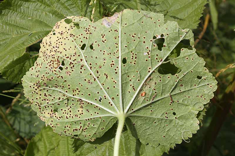 A close up horizontal image of the underside of Alcea rosea foliage showing rust spots.