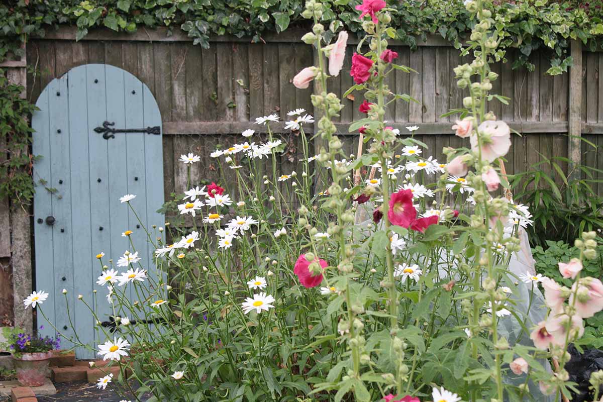 A horizontal image of a cottage garden featuring daisies and hollyhocks in a mixed planting.