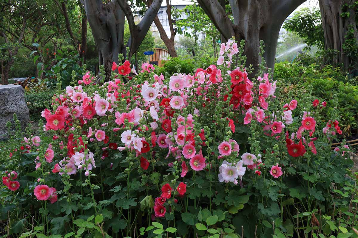 A horizontal image of a stand of hollyhocks growing under large trees in a cottage garden.