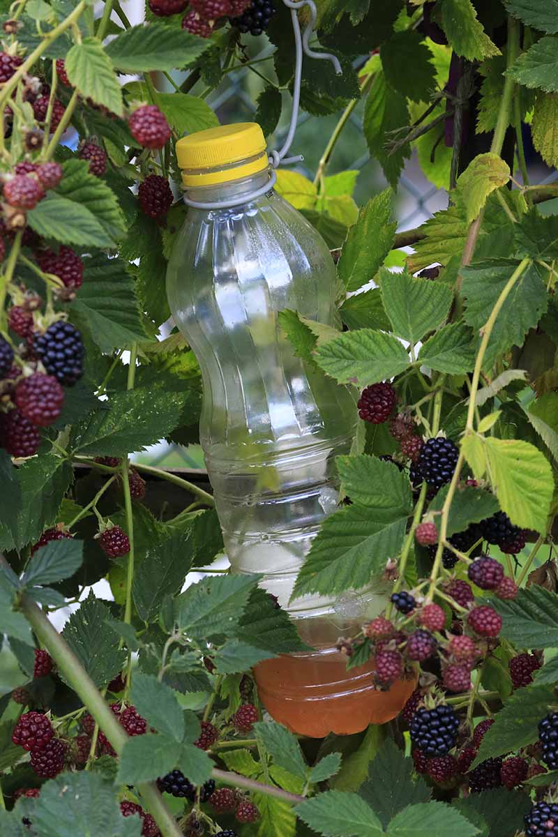 A close up vertical image of a plastic bottle hung in a blackberry bush to attract and trap Drosophila insect pests.