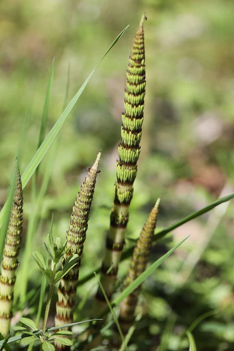 A close up vertical image of horsetail (Equisetum arvense) pictured on a soft focus background.