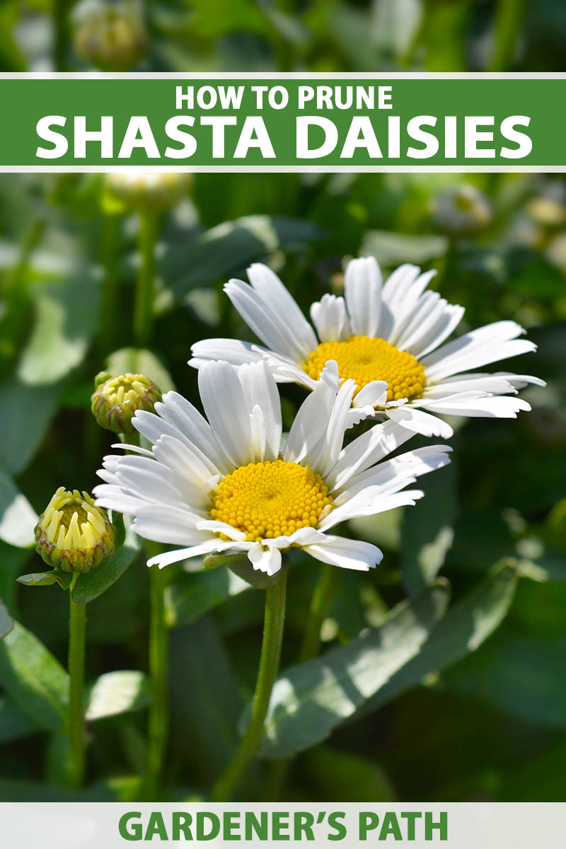A close up vertical image of Shasta daisies growing in the garden pictured on a soft focus background. To the top and bottom of the frame is green and white printed text.