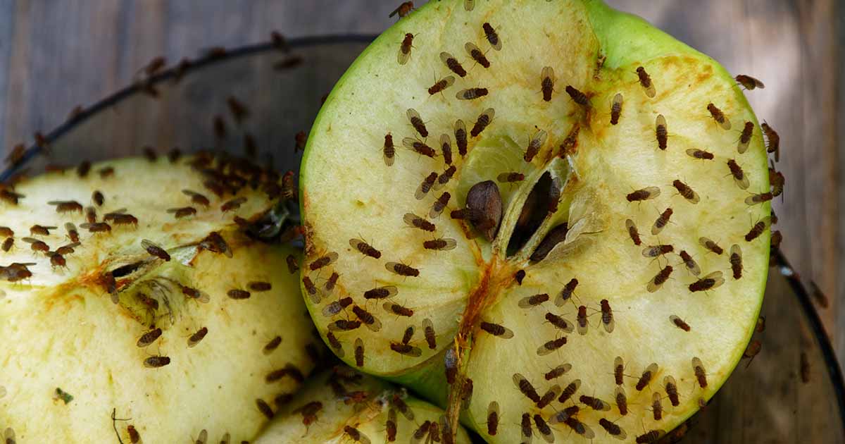 How to Get Rid of Fruit Flies in the Kitchen Naturally