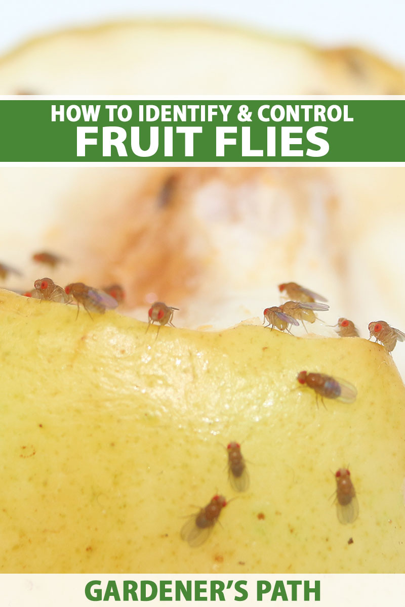 A close up vertical image of fruit flies (Drosophila) infesting a cut apple. To the top and bottom of the frame is green and white printed text.