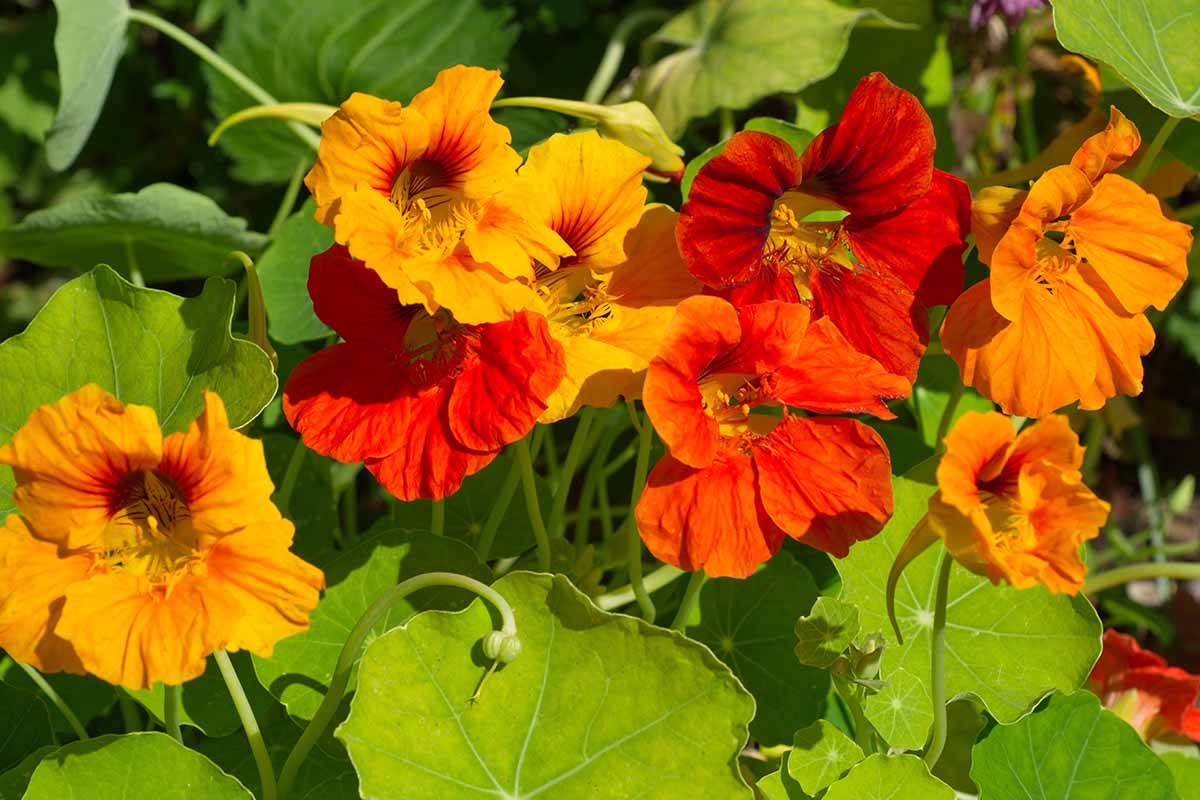 A close up horizontal image of bright nasturtium flowers growing in a sunny garden.