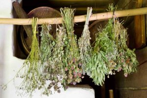 A close up horizontal image of bunches of fresh garden herbs hanging up to dry.