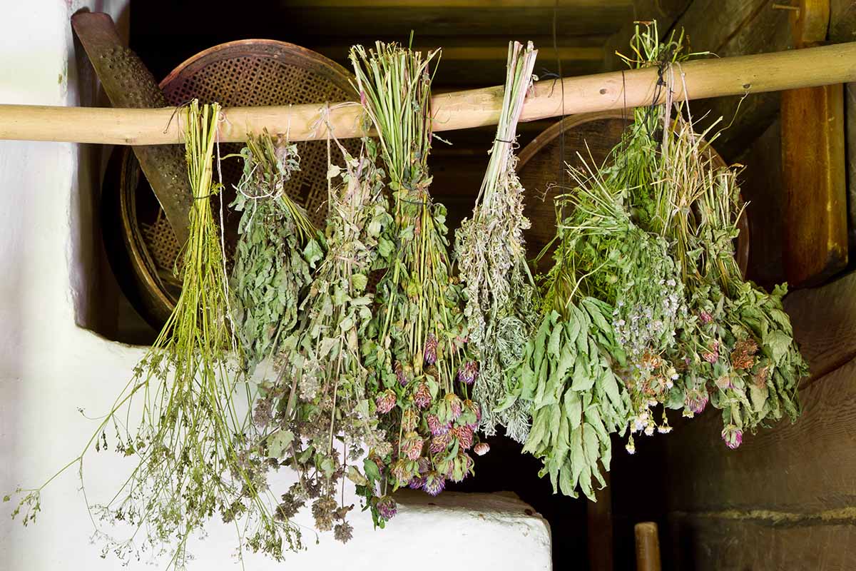 A close up horizontal image of bunches of fresh garden herbs hanging up to dry.