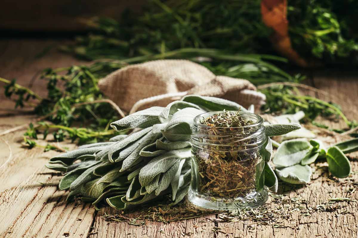 A close up horizontal image of dried and fresh herbs set on a wooden surface.