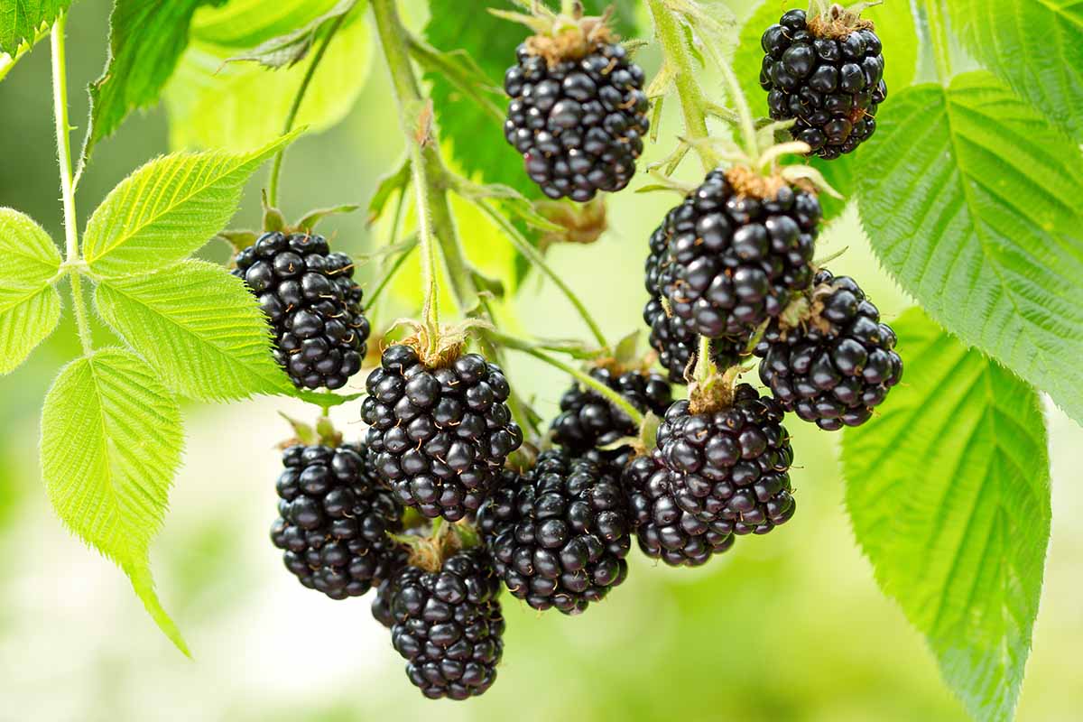 A close up horizontal image of ripe blackberries growing in the garden pictured on a soft focus background.