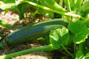 A close up horizontal image of a ripe zucchini ready to harvest growing in the garden in light filtered sunshine.