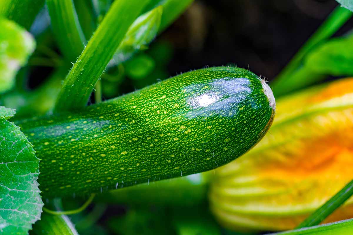 A close up horizontal image of a zucchini fruit ready for harvest with foliage and flowers in soft focus in the background.