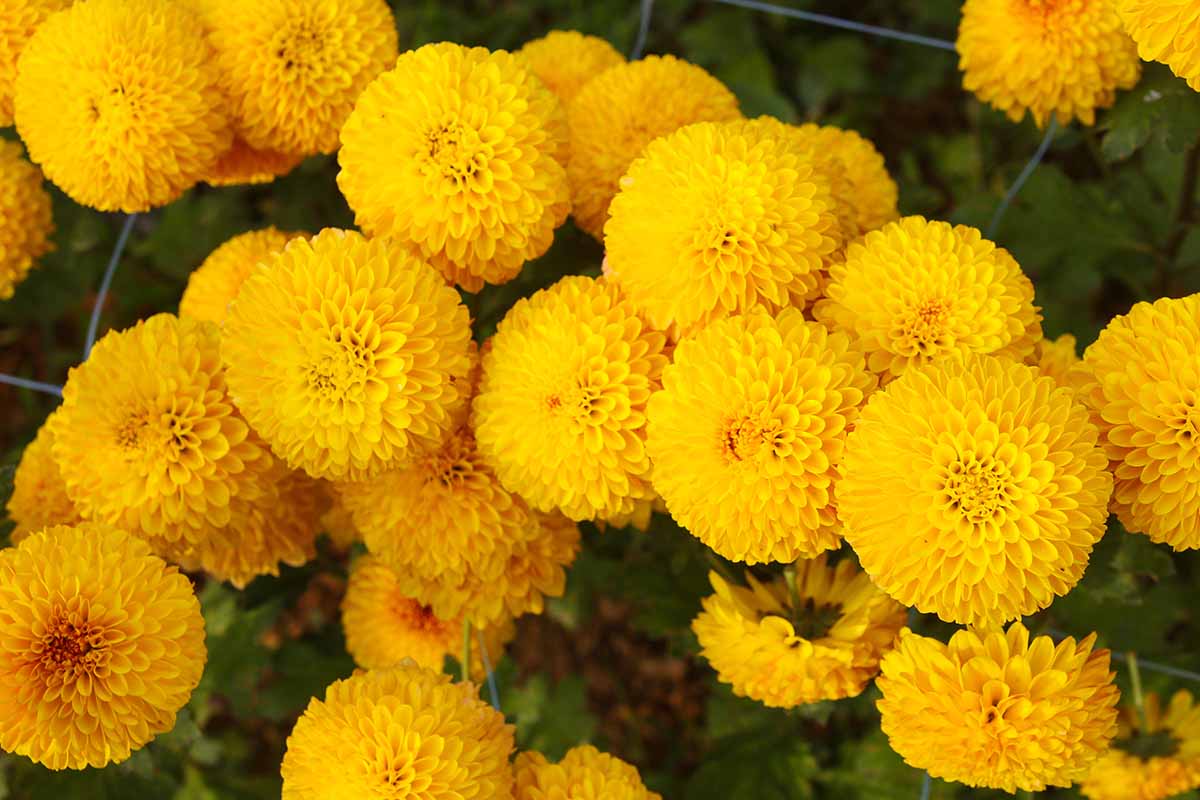 A close up horizontal image of bright yellow pompom type African marigold flowers growing in the garden.