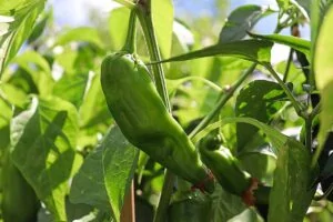 A close up horizontal image of green Anaheim peppers growing in the garden pictured in light filtered sunshine on a soft focus background.