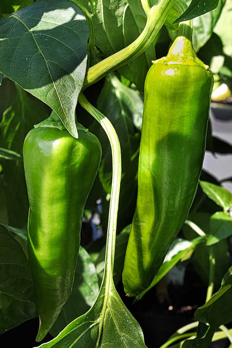 A close up vertical image of Anaheim peppers growing in the garden pictured in light sunshine on a soft focus background.